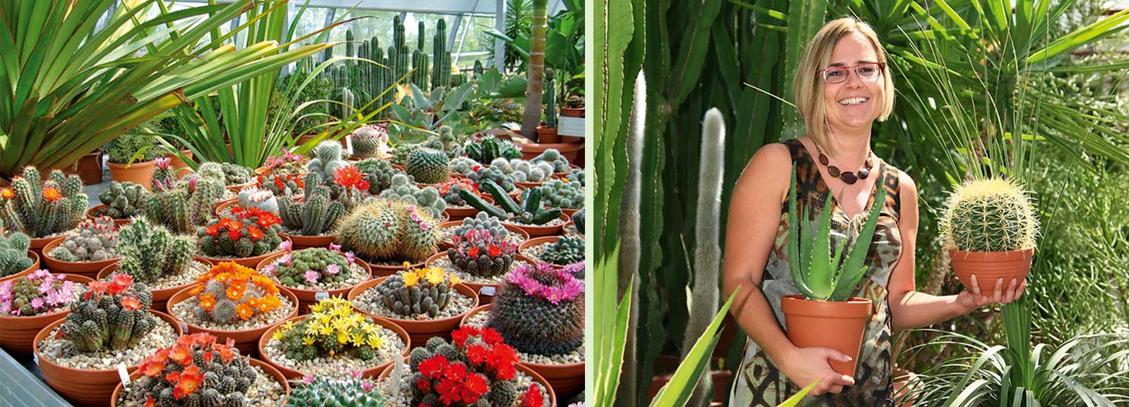 Kakteenland Steinfeld